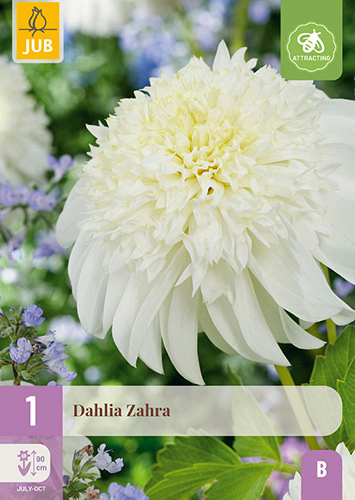 X 1 DAHLIA ZAHRA