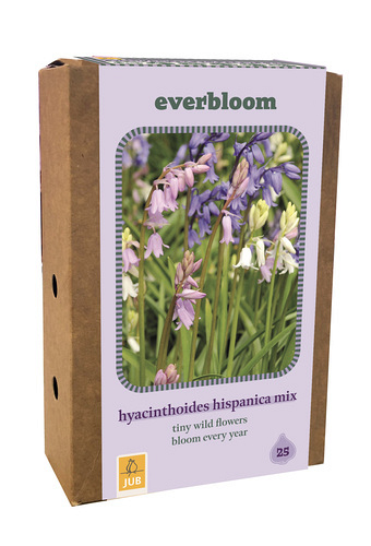 X 1 DOOS EVERBLOOM - 25 HYACINTHOIDES HISP. MIX