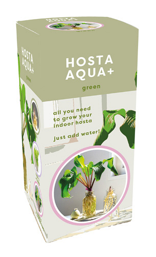 X 1 DOOSJE 1 HOSTA AQUA+ GREEN IN GLAS