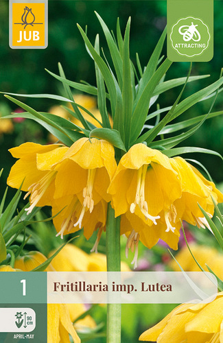X   1 FRITILLARIA LUTEA