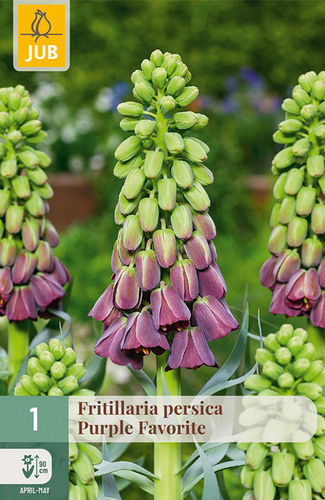X   1 FRITILLARIA PERSICA PURPLE FAVORITE