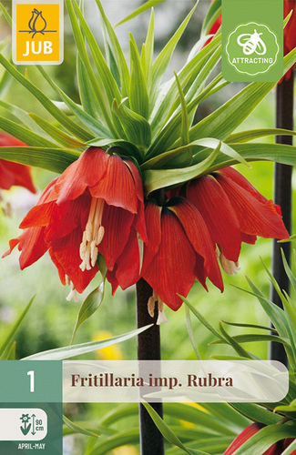X   1 FRITILLARIA RUBRA