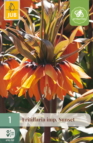 X   1 FRITILLARIA SUNSET