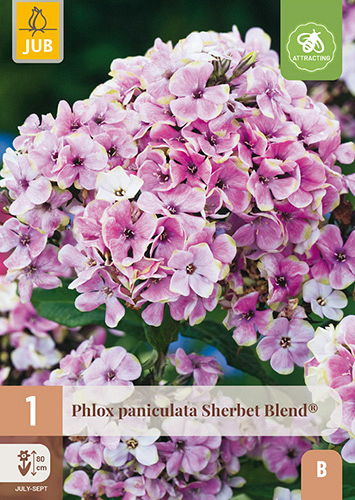 X 1 PHLOX PANICULATA SHERBET BLEND®