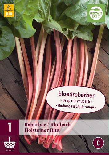 X 1 RHEUM / RABARBER HOLSTEINER BLUT (vervalt 2025)