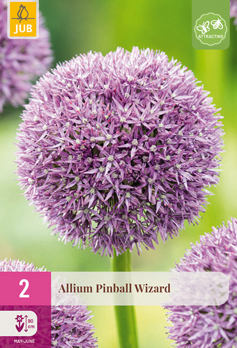 X   2 ALLIUM PINBALL WIZARD