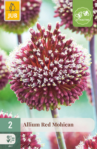 X   2 ALLIUM RED MOHICAN