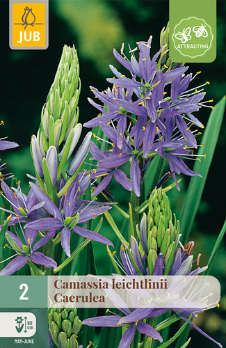 X   2 CAMASSIA LEICHTLINII CAERULEA