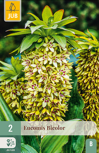 X   2 EUCOMIS BICOLOR