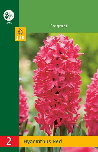 X   2 HYACINTHUS RED