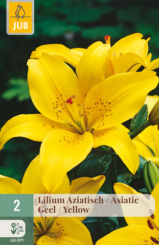 X   2 LILIUM AZIATISCH GEEL