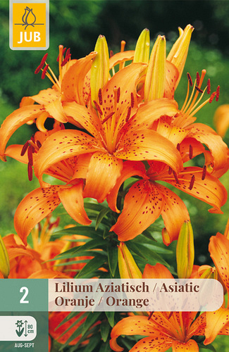 X   2 LILIUM AZIATISCH ORANJE
