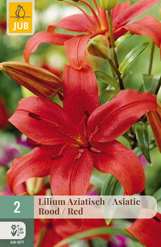 X   2 LILIUM AZIATISCH ROOD