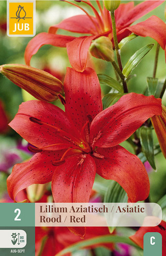 X   2 LILIUM AZIATISCH ROOD
