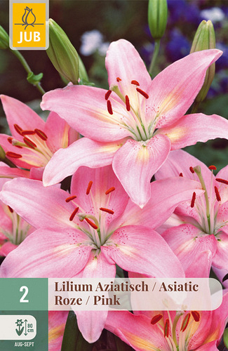 X   2 LILIUM AZIATISCH ROZE