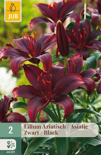 X   2 LILIUM AZIATISCH ZWART
