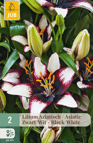 X   2 LILIUM AZIATISCH ZWART - WIT