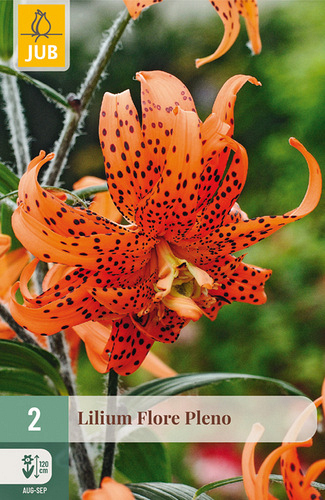X   2 LILIUM FLORE PLENO