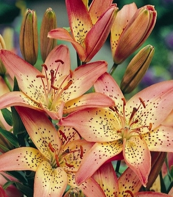 X 2 LILIUM ITALIA (vervalt)