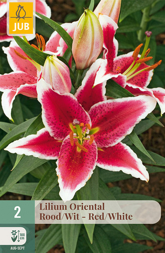 X   2 LILIUM ORIENTAL ROOD - WIT