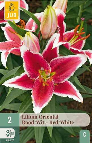 X   2 LILIUM ORIENTAL ROOD - WIT
