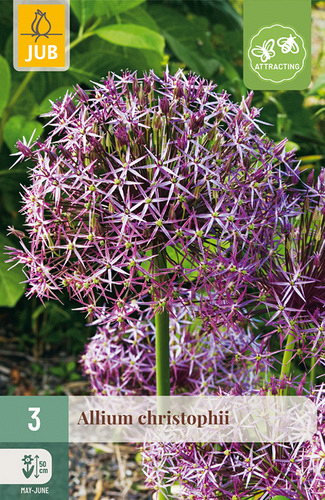 X   3 ALLIUM CHRISTOPHII