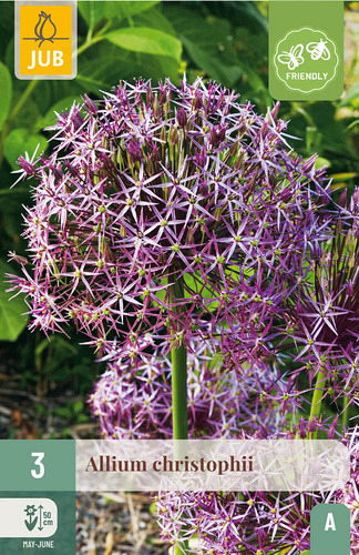 X   3 ALLIUM CHRISTOPHII