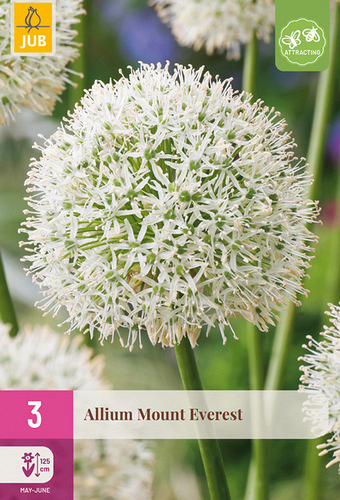 X   3 ALLIUM MOUNT EVEREST