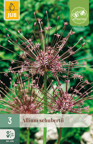 X   3 ALLIUM SCHUBERTII