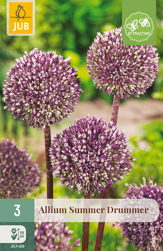 X   3 ALLIUM SUMMER DRUMMER