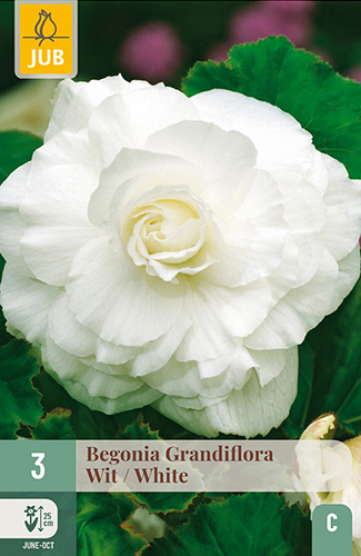 X 3 BEGONIA GRANDIFLORA WIT