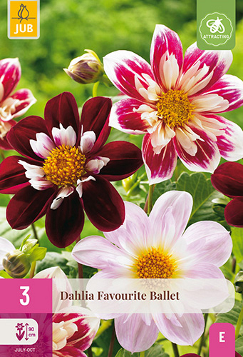 X 3 DAHLIA FAVOURITE BALLET
