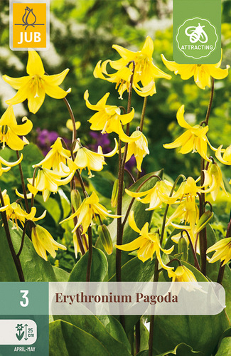 X   3 ERYTHRONIUM PAGODA