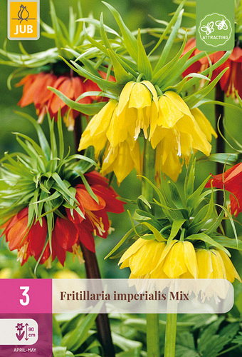 X   3 FRITILLARIA IMPERIALIS MIX