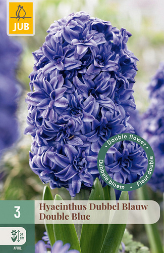 X   3 HYACINTHUS DUBBEL BLAUW