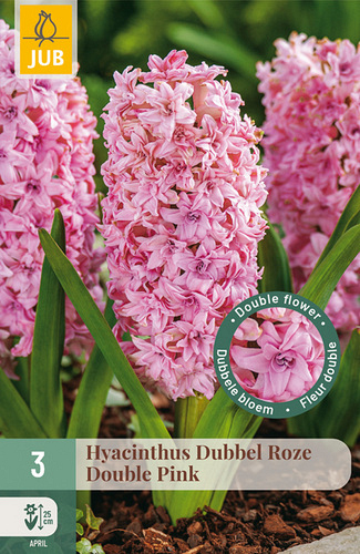 X   3 HYACINTHUS DUBBEL ROZE