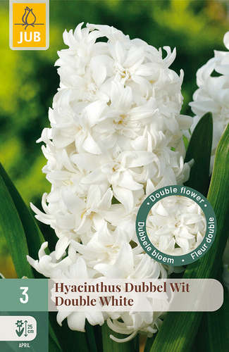 X   3 HYACINTHUS DUBBEL WIT