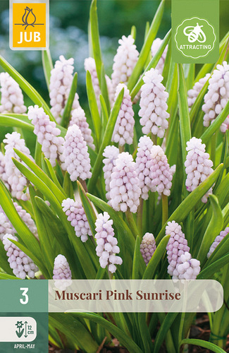 X   3 MUSCARI PINK SUNRISE
