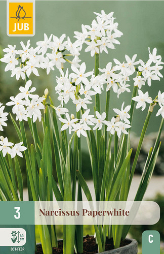 X   3 POTNARCIS PAPERWHITE