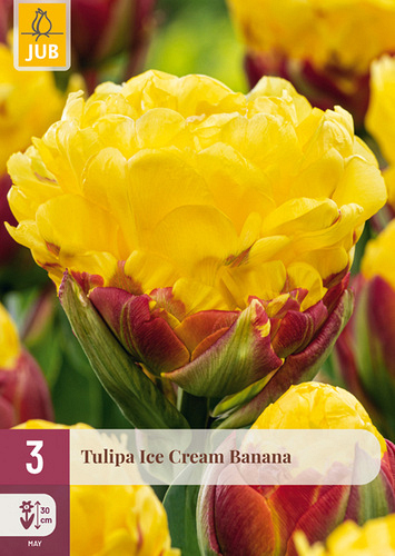 X   3 TULIPA ICE CREAM BANANA