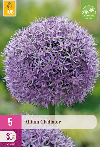 X   5 ALLIUM GLADIATOR