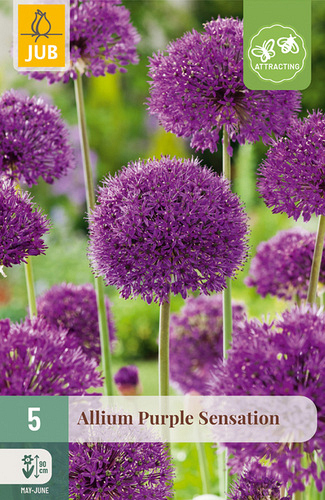 X   5 ALLIUM PURPLE SENSATION