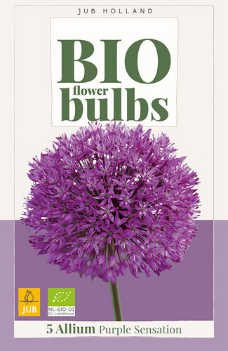 X   5 ALLIUM PURPLE SENSATION - BIO
