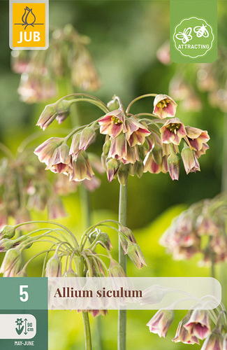 X   5 ALLIUM SICULUM