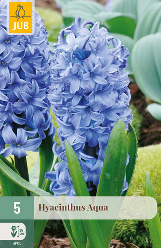 X   5 HYACINTHUS AQUA