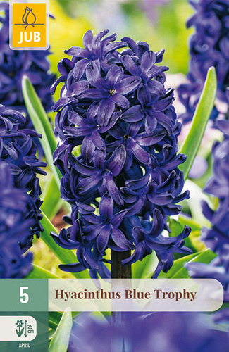 X   5 HYACINTHUS BLUE TROPHY