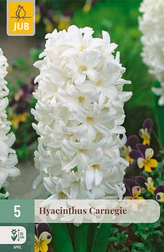 X   5 HYACINTHUS CARNEGIE