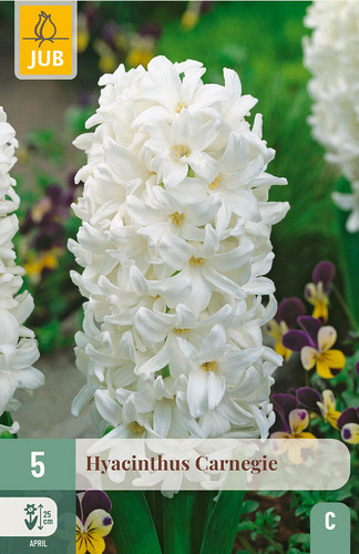 X   5 HYACINTHUS CARNEGIE