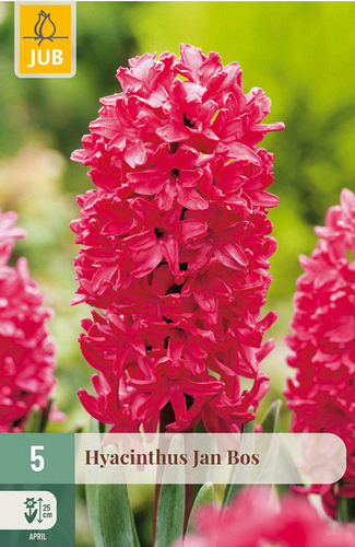 X   5 HYACINTHUS JAN BOS
