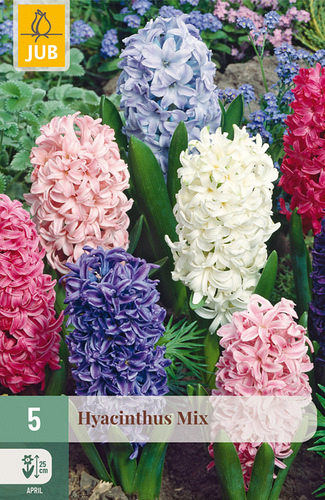 X   5 HYACINTHUS MIX